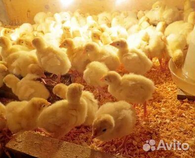 Гусята утята индюшата