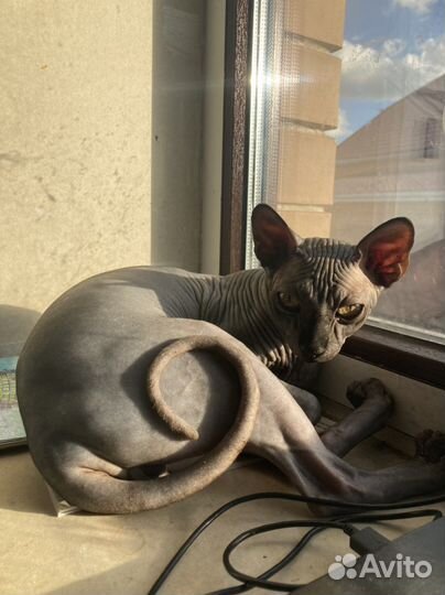 Кот сфинкс канадский вязка
