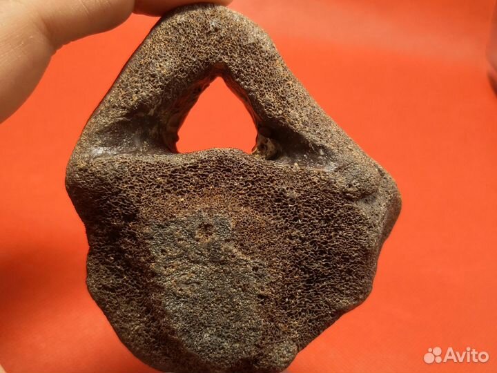 Окатанный позвонок ископаемого кита цетотерия