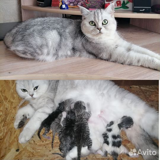 Шотландские котята