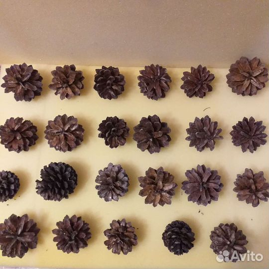 Сосновые шишки