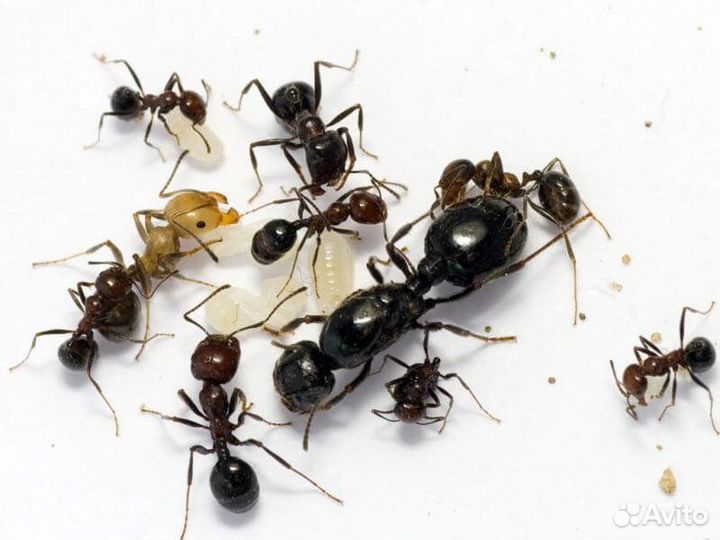 Муравьи - жнецы Messor Structor