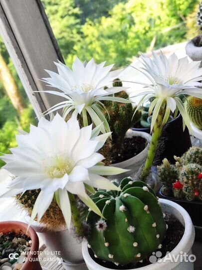 Кактусы цветущие