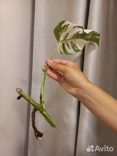 Черенки монстеры Альба
