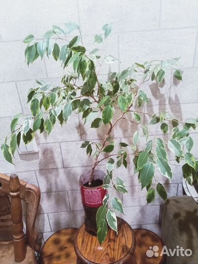 Бенджамина