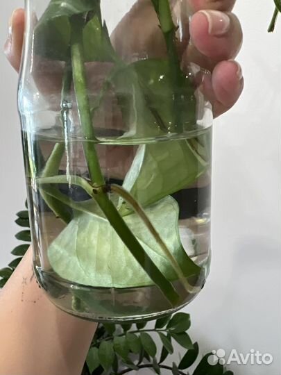 Эпипремнум марбл квин