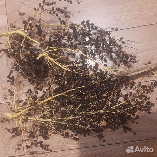 Семена пальмы вашингтония