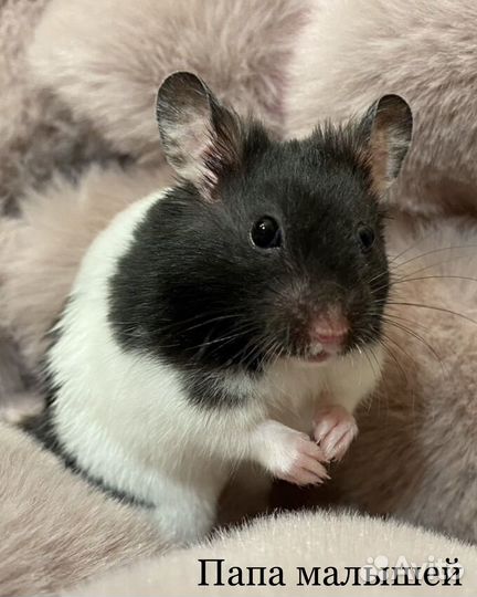 Сирийские хомяки. Ручные красавцы-малыши. Доставка