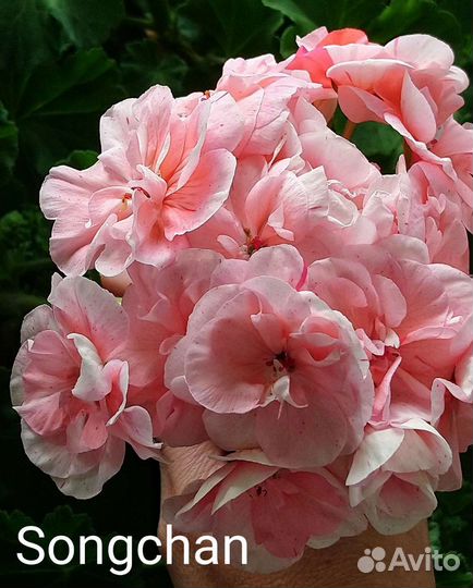 Раскошные пеларгонии