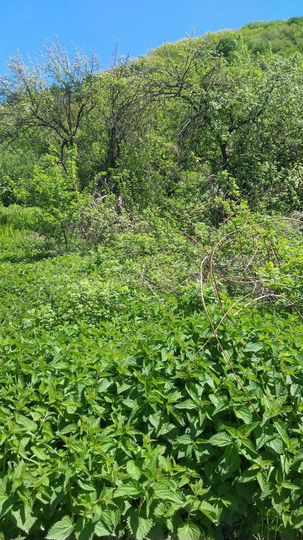 Участок 7 сот. (ИЖС)