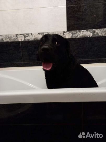 Кабель для случки