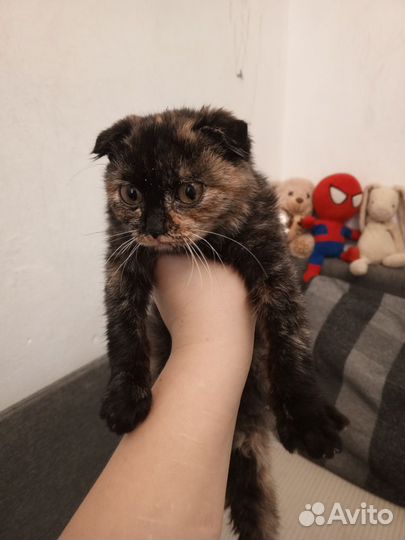 Вислоухий котёнок