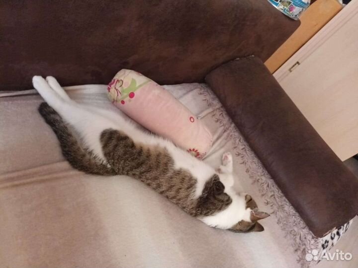 Кот в добрые руки