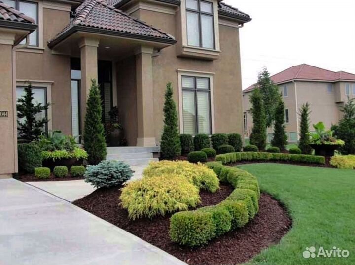 Туи смарагд