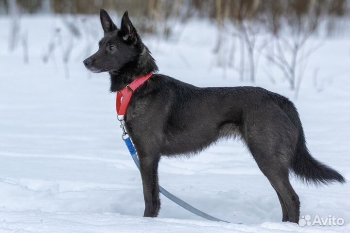 Собака девочка молодая