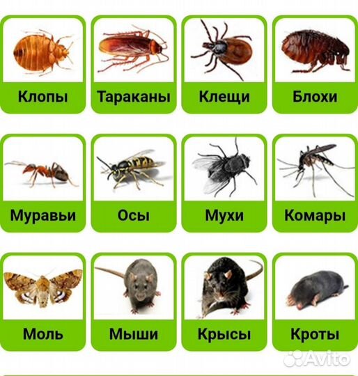 Обработка от Всех видов насекомых и грызунов