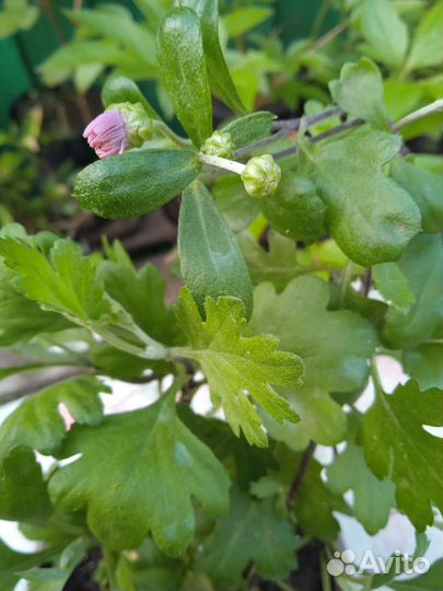 Хризантемы зимостойкие, многолетние