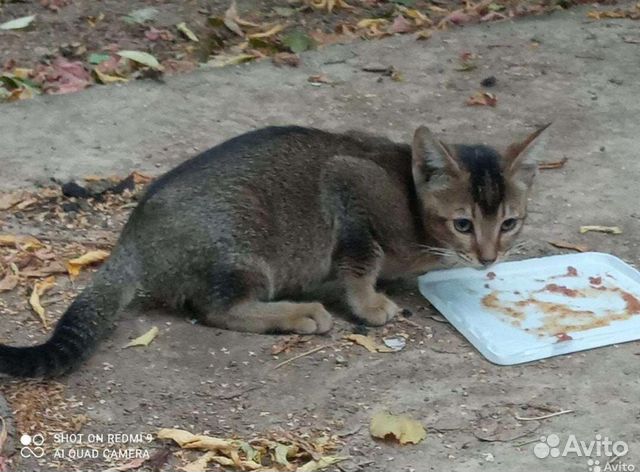 Абиссинский котенок