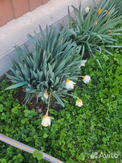 Клевер Белый Ривендел Дания DLF, 2023 г