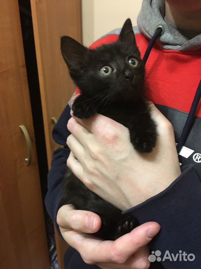 Котенок ищет хозяина (девочка)