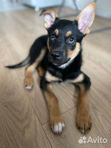 Почти Ротвейлер щенок 3 месяца ищет дом объявление продам