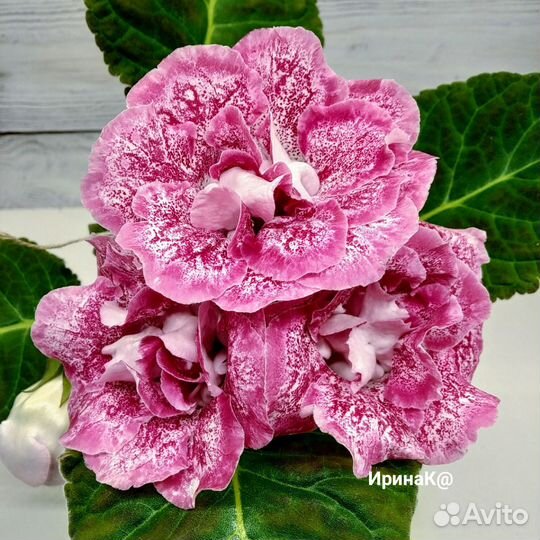 Набор глоксиний / клубни