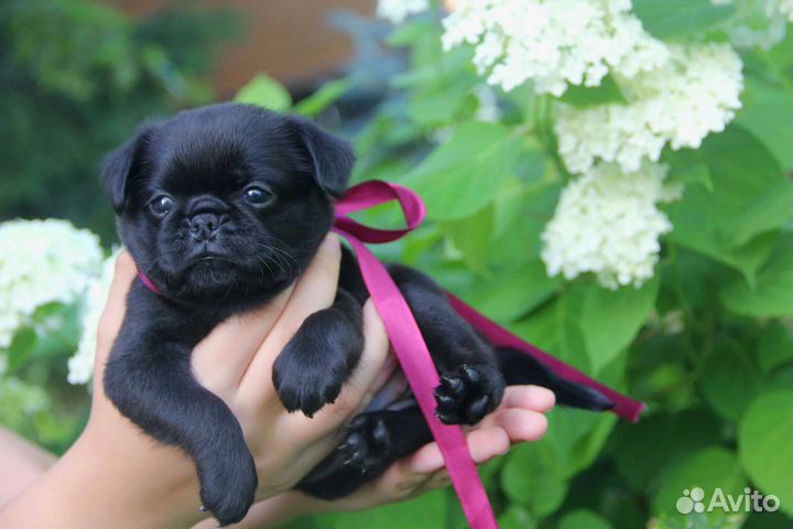 Пти брабансон. Девица