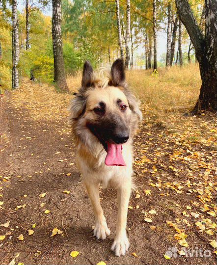 Пушок мечтает о семье