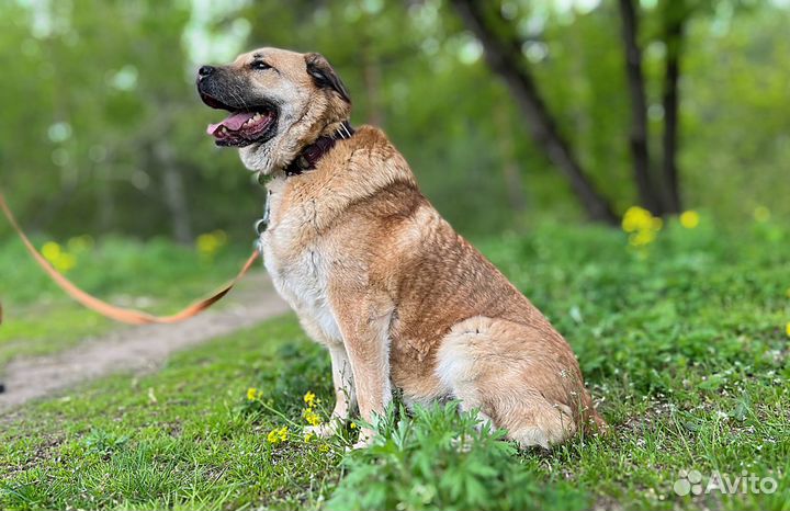 Красавец Портос очень хочет в семью