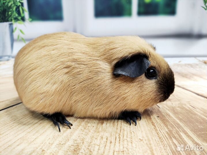 Морские свинки Разных пород