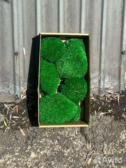 Стабилизированный мох