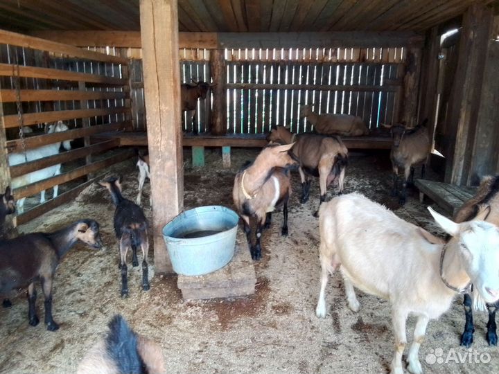 Козы Чехи Дойные