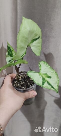 Сингониум три короля