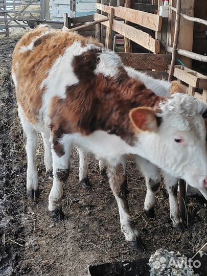 Тёлочка, бычок, тёлочки