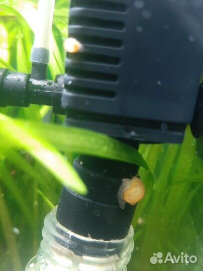 Улитки ампулярии аквариумные