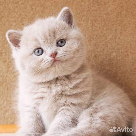 Шотландская