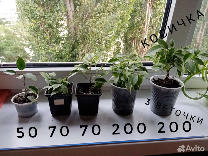 Фикус,гипоэстес,эписции,эониум,юкка, аихризор