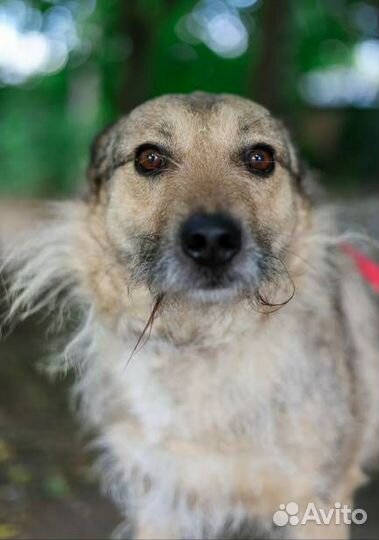 Пес по кличке Верный грустит в приюте