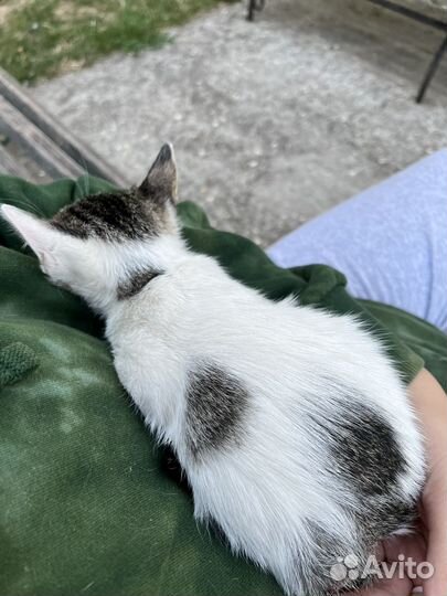Котята ищут дом