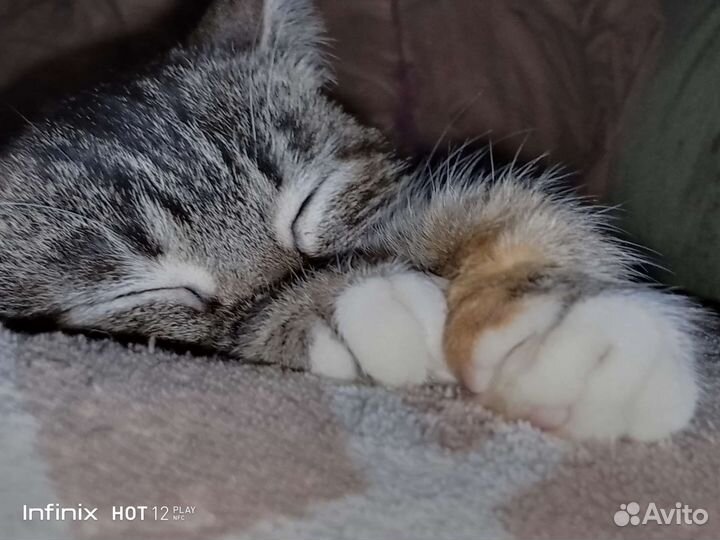 Кошка в добрые руки