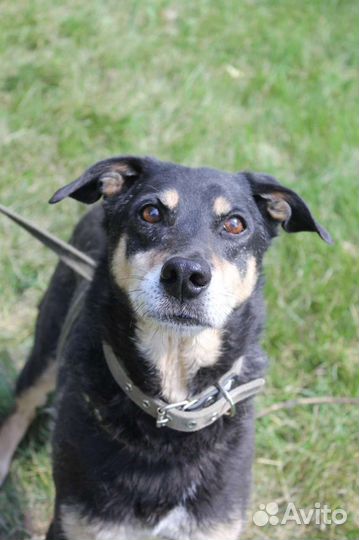 Собаки бесплатно