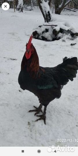 Петушки леггорн далматинец