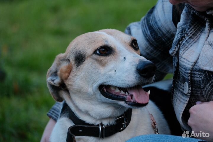 Небольшая собака в добрые руки