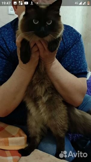 Кот на вязку