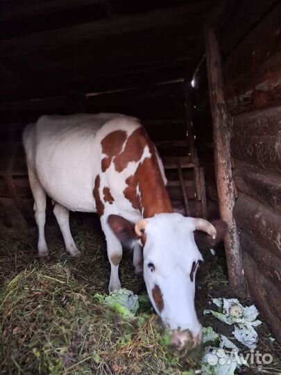 Корова дойная