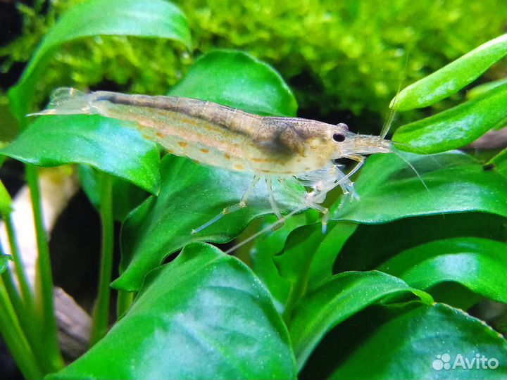 Продам креветок Амано