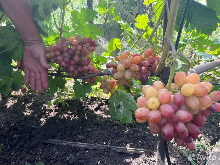 Саженцы и черенки винограда