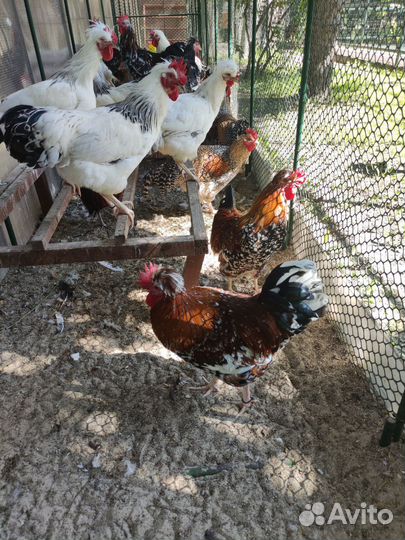 Петухи породных кур