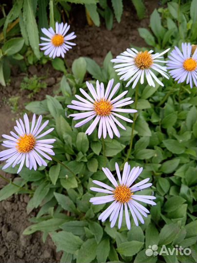 Голубая ромашка