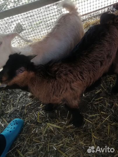 Козлята, баран., телка